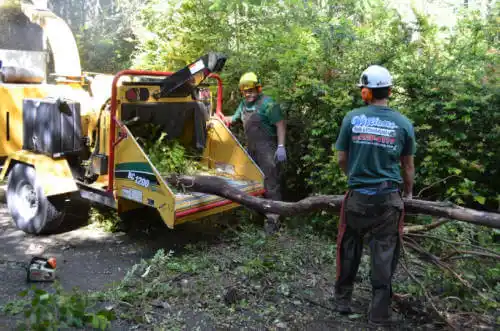 tree services Archer